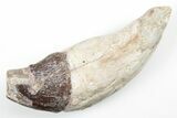 Fossil Primitive Whale (Pappocetus) Incisor Tooth - Morocco #215117-1